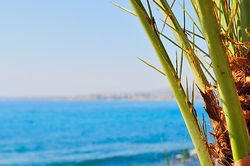 Image showing Date palm branches