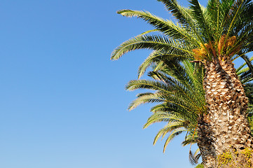 Image showing Date palm branches