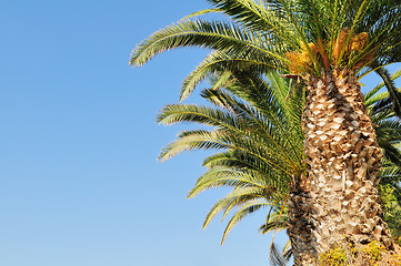 Image showing Date palm branches