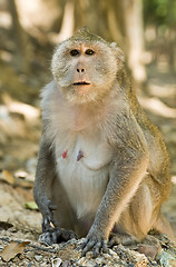 Image showing macaque monkey in Cambodia