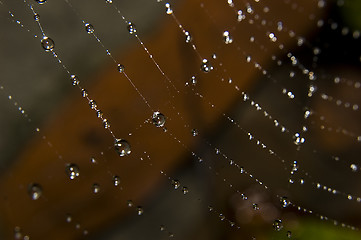 Image showing Water drops on spider web