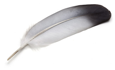 Image showing Feather 