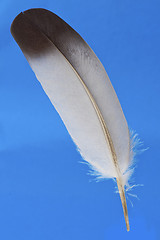 Image showing Feather 