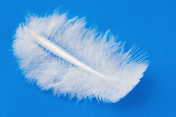 Image showing Feather 