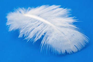 Image showing Feather 