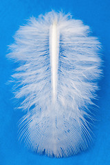 Image showing Feather 