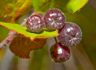 Image showing Black chokeberry (Aronia melanocarpa)