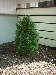 Image showing Shrubbery