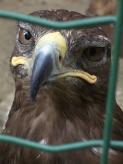 Image showing Eagle