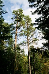 Image showing Tall old trees