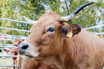 Image showing Portrait of the cow