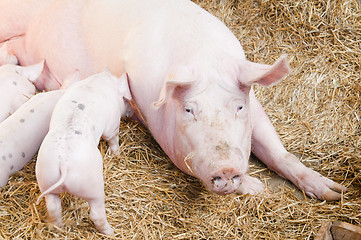 Image showing The pig feeds small pink pigs