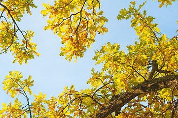 Image showing branches of the oak in autumn in the sky