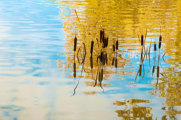 Image showing Cane in water in autumn park