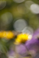 Image showing natural bokeh background