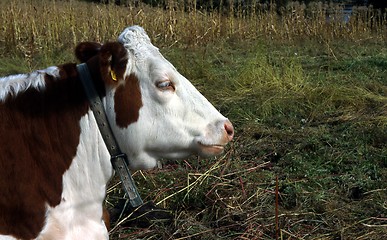 Image showing cow