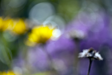 Image showing natural bokeh background