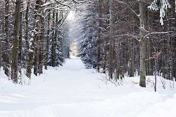 Image showing winter scenery