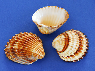 Image showing Sea shells