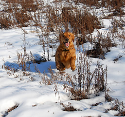 Image showing Dog at snow