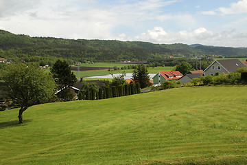 Image showing Green gras in may.