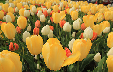 Image showing Bautiful tullips in the park.