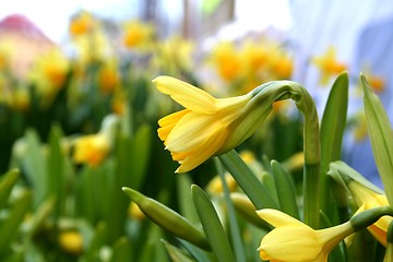 Image showing Yellow Spring