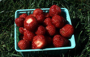 Image showing Strawberry