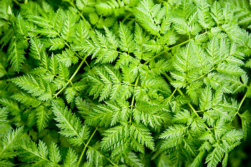 Image showing Fern pattern