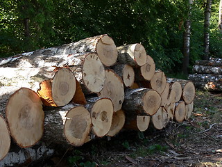 Image showing Birch bark