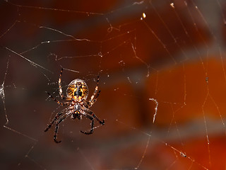 Image showing Big spider