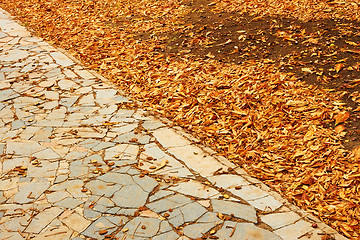 Image showing Fallen leaves in park