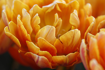 Image showing orange tulips macro