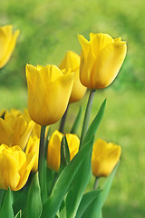 Image showing yellow tulips