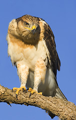 Image showing Young Hawk