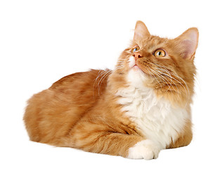 Image showing Ginger cat