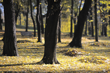 Image showing Autumn park, soft-focus lens.