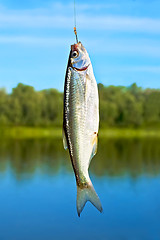 Image showing Fish on a hook