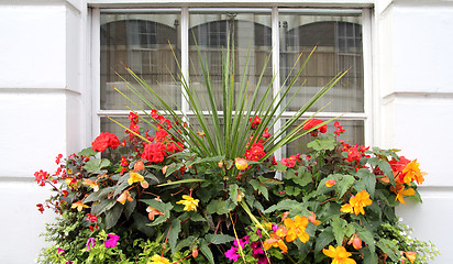 Image showing flowers window