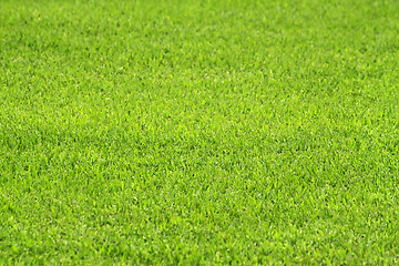 Image showing green grass