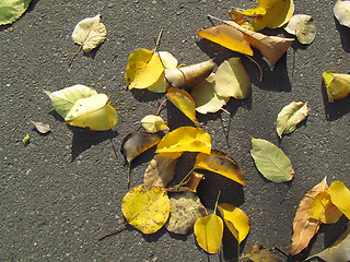 Image showing autumn leaves on pavement