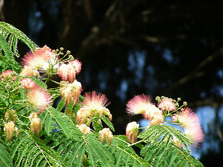 Image showing acacia