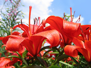 Image showing beautiful red flowers