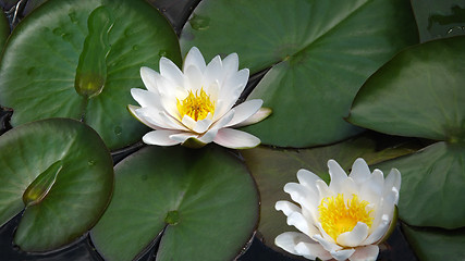 Image showing blooming water lilies