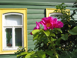 Image showing flowers of a dog rose and window