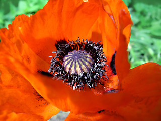 Image showing blooming red poppy