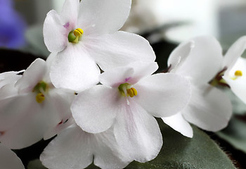 Image showing violet flowers