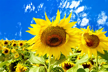 Image showing Sunflowers on a background of blue sky and white clouds
