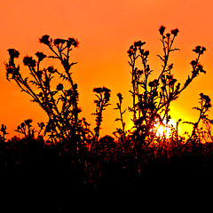 Image showing Sunset orange