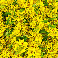 Image showing The texture of yellow flowers